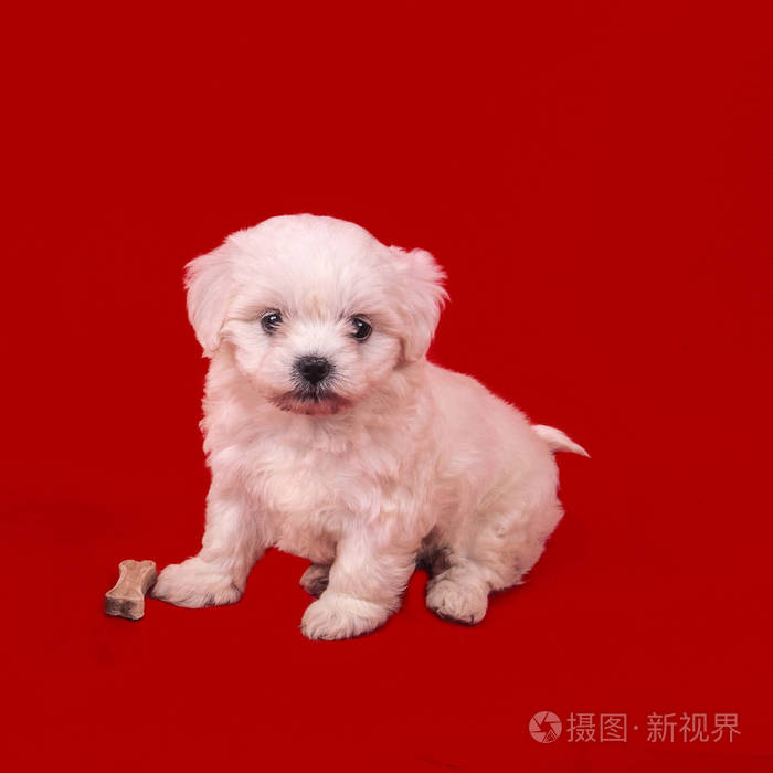 一只在红色背景上有骨头的马耳他狗幼犬