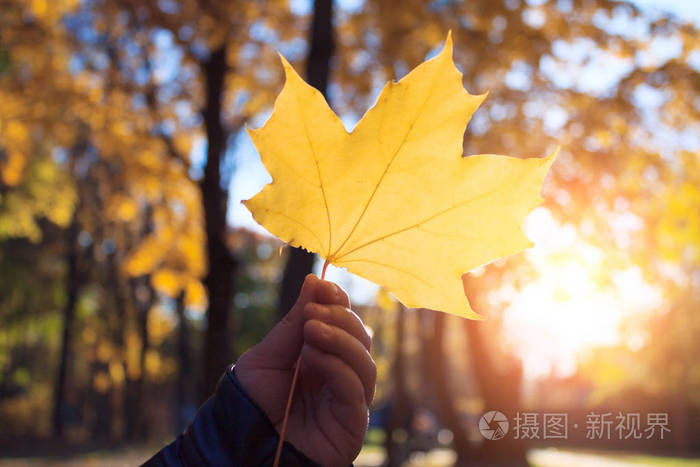 秋黄枫叶在手中的孩子特写.秋季景观背景, 阳光, 太阳光线