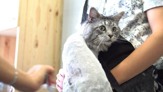 专业缅因州浣熊猫梳理特写