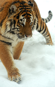 老虎在冬季