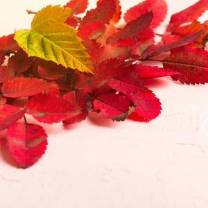 秋天优雅的组合, 红色和绿色的叶子在粉红色背景, 选择性焦点, 方形拍摄
