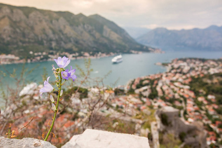 花生长在一块石头上, Kotor 湾的视线模糊