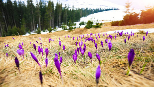 春天山风景与紫罗兰色的番红花开花在 m