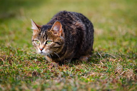 猫在清新的空气中漫步