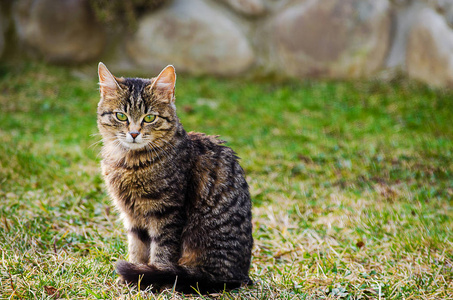 猫在清新的空气中漫步