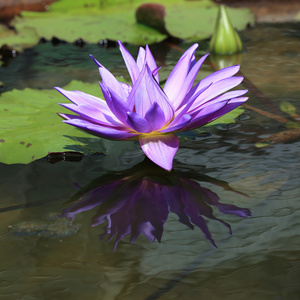 莲花在池塘里，热带花园里的花