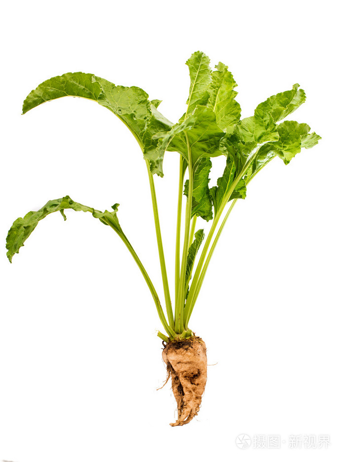 糖用甜菜照片-正版商用图片077z49-摄图新视界