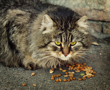 国内的猫吃干粮