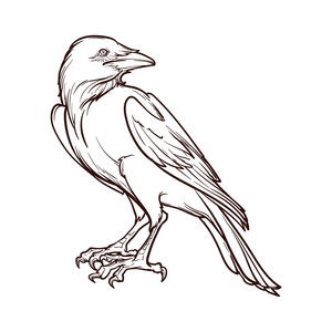 万圣节鸟图标黑乌鸦坐.精确的线条绘制.在白色背景下隔离.