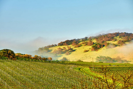 美国加利福尼亚丘陵的生长葡萄园景观