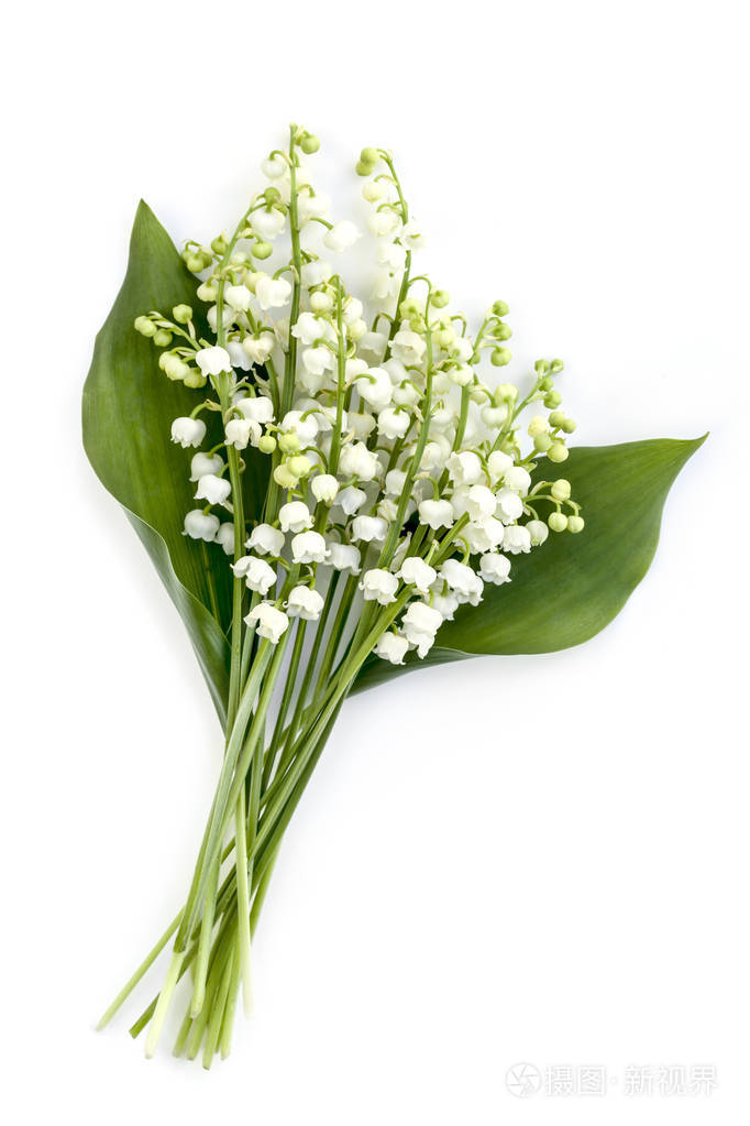 山谷的百合花白色上孤立