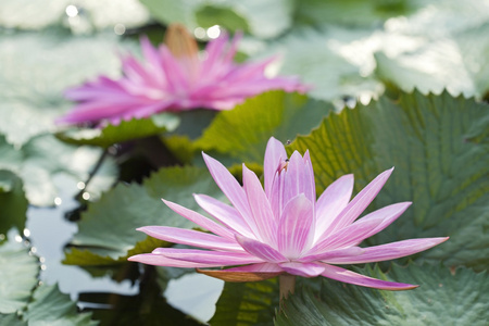 花粉红色莲花