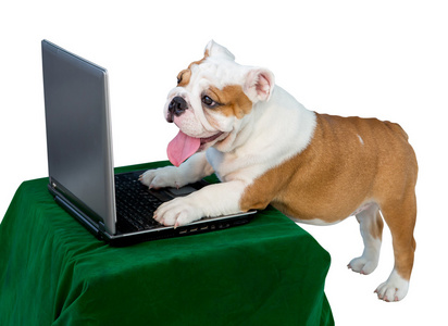 英国牛头犬在白色背景上播放计算机隔离