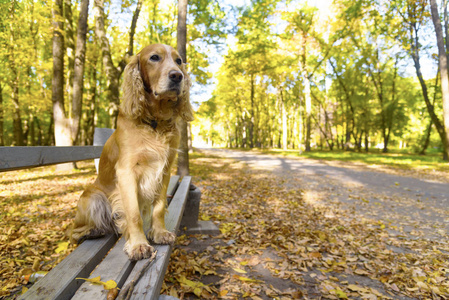 在秋季公园的长凳上的狗
