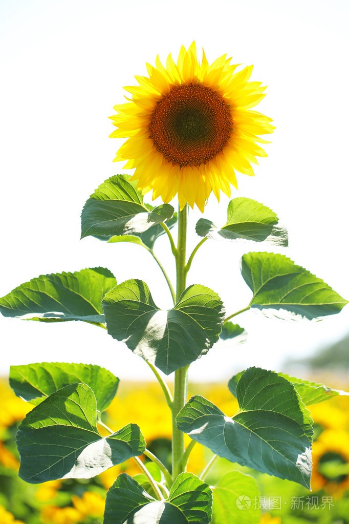 美丽的向日葵田间照片-正版商用图片078894-摄图新视界