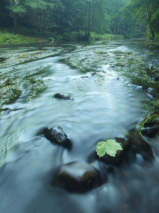 五颜六色的碎叶槭树从上模糊的山区河流水中玄武岩石头