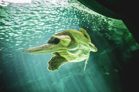 巨龟游泳