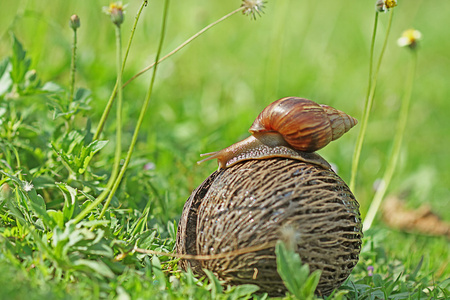 椰子壳的蜗牛图片