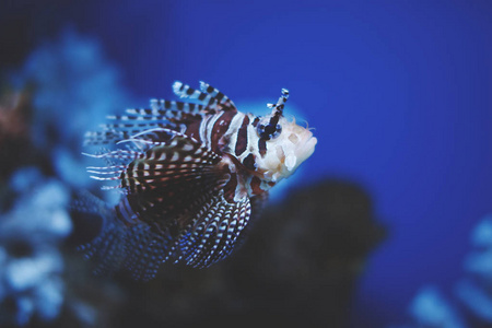 多彩多姿的水族馆条狮子鱼, 海藻和珊瑚在深蓝水在海洋中心