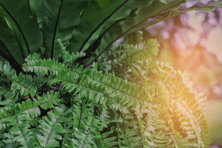 蕨类植物深绿色, 阳光, 生长在树上, 在花园里, 装饰和壁纸的自然背景