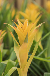 蜻蜓凤梨美丽的黄花凤梨照片