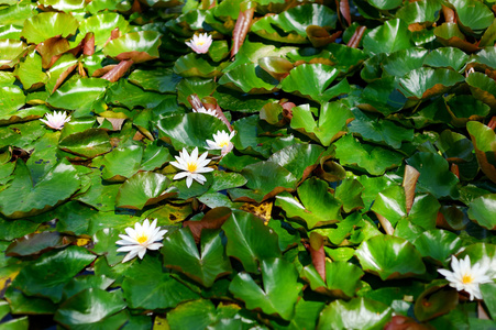 水百合的花