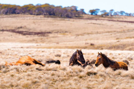 在澳大利亚新南威尔士州的 Kosciuszko 国家公园里, 标志性的野马在澳大利亚阿尔卑斯山自由生活了近200年。