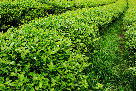 新鲜茶叶种植园