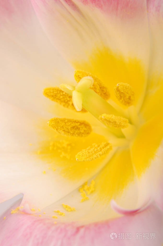 郁金香雌蕊的宏观特写