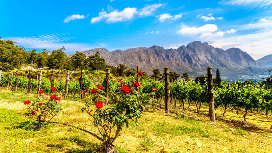 南非西部海角开普敦河谷的 Winelands 角葡萄园, 四周环绕 Drakenstein 山脉