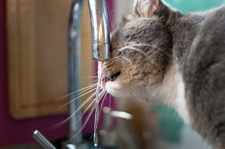 猫喝水从水龙头