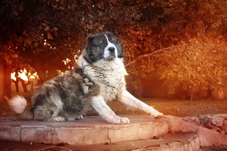 蓬松的高加索牧羊犬，在院子里。高加索牧羊犬在秋天的时间。成人的高加索牧羊犬