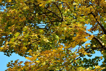 秋天的树，天空