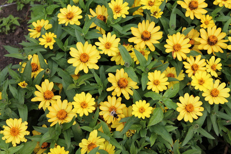 许多黄色雏菊美丽的花朵从向日葵家庭与绿叶的顶部视图