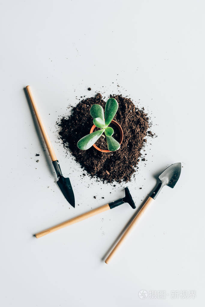 在盆栽 土壤和园艺工具上的绿色植物的灰色的顶部视图照片 正版商用图片078l9j 摄图新视界 在盆栽 土壤和园艺工具上的绿色植物的灰色的顶部视图照片 正版商用图片078l9j 摄图新视界