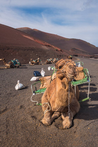 不明旅游骑骆驼在景观在 Timanfaya 国家公园, 兰萨罗特, 加那利群岛, 西班牙