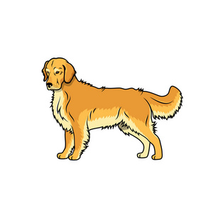 金黄猎犬例证在白色背景