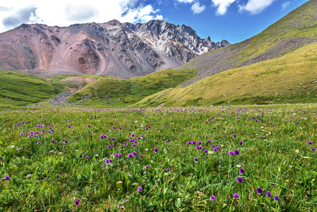 野生花卉山草甸高山丘陵