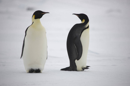 南极洲皇帝企鹅特写在多云天图片