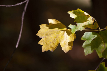 黄枫叶, 秋季自然背景, 选择性焦点秋季散景。特写