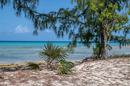 巴哈马珊瑚礁公主在这个僻静的海滩上的松树和热带植物