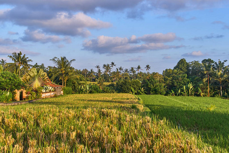 美丽的米梯田在巴厘岛, 巴厘岛, 印度尼西亚