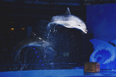 海洋动物在蓝色的水中海豚馆里游泳