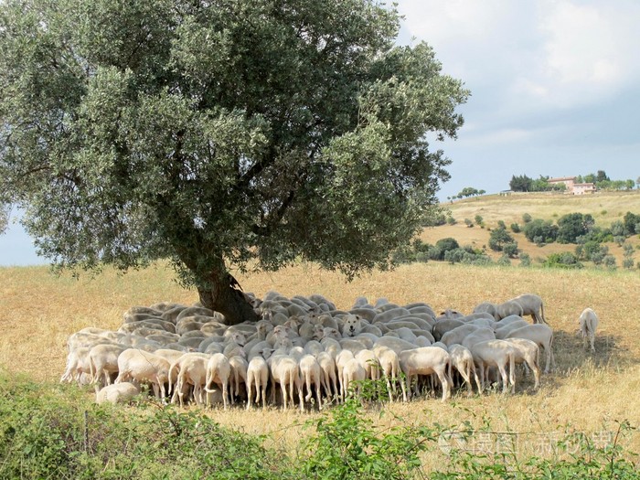 群羊在树荫下橄榄树在托斯卡纳