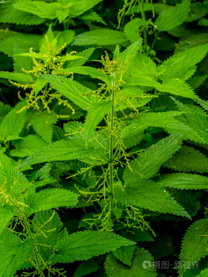 刺荨麻-特写镜头