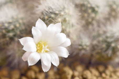 白色仙人掌花 Pseudomammillaria kraehenbuehlii Krainz 或 Mammillaria kra