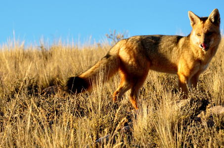 Renard se lchant les babines