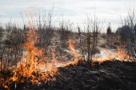 在田野里烧草, 灌木和植物被烧毁, 早春
