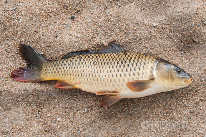 鱼在沙子, 鲤鱼, 背景