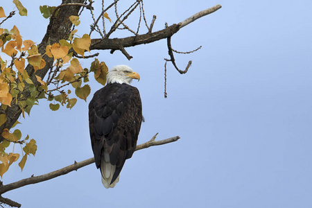 一只美洲秃鹰栖息在一棵树上, 附近有秋叶, 库特奈野生动物避难所, 邦纳斯费里渡轮, 爱达荷州